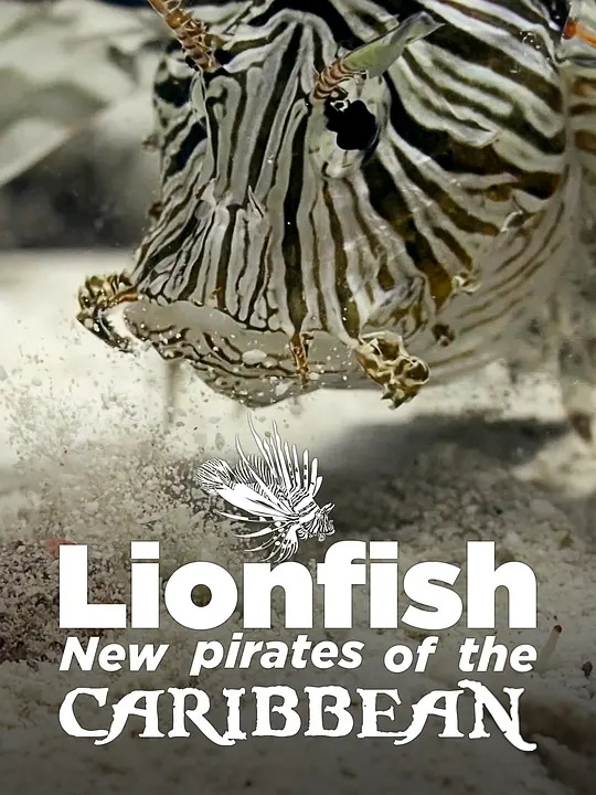 德国纪录片《狮子鱼:加勒比海新海盗 Lionfish: New Pirates of the Caribbean 2017》英语中英双字 无水印纯净版 1080P/MKV/4.56G 加勒比狮子鱼插图 德国纪录片《狮子鱼:加勒比海新海盗 Lionfish: New Pirates of the Caribbean 2017》英语中英双字 无水印纯净版 1080P/MKV/4.56G 加勒比狮子鱼插图