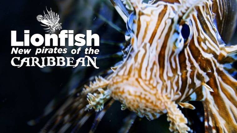 德国纪录片《狮子鱼:加勒比海新海盗 Lionfish: New Pirates of the Caribbean 2017》英语中英双字 无水印纯净版 1080P/MKV/4.56G 加勒比狮子鱼插图1 德国纪录片《狮子鱼:加勒比海新海盗 Lionfish: New Pirates of the Caribbean 2017》英语中英双字 无水印纯净版 1080P/MKV/4.56G 加勒比狮子鱼插图1
