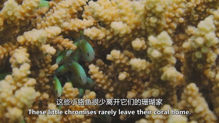德国纪录片《狮子鱼:加勒比海新海盗 Lionfish: New Pirates of the Caribbean 2017》英语中英双字 无水印纯净版 1080P/MKV/4.56G 加勒比狮子鱼插图2 德国纪录片《狮子鱼:加勒比海新海盗 Lionfish: New Pirates of the Caribbean 2017》英语中英双字 无水印纯净版 1080P/MKV/4.56G 加勒比狮子鱼插图2