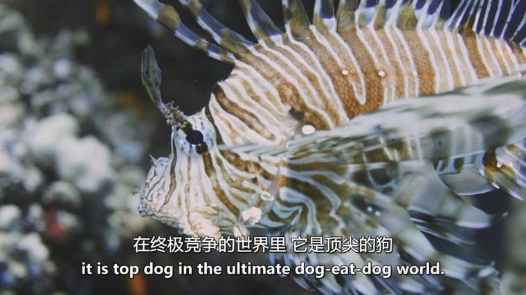 德国纪录片《狮子鱼:加勒比海新海盗 Lionfish: New Pirates of the Caribbean 2017》英语中英双字 无水印纯净版 1080P/MKV/4.56G 加勒比狮子鱼插图3 德国纪录片《狮子鱼:加勒比海新海盗 Lionfish: New Pirates of the Caribbean 2017》英语中英双字 无水印纯净版 1080P/MKV/4.56G 加勒比狮子鱼插图3