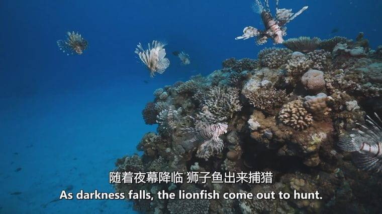 德国纪录片《狮子鱼:加勒比海新海盗 Lionfish: New Pirates of the Caribbean 2017》英语中英双字 无水印纯净版 1080P/MKV/4.56G 加勒比狮子鱼插图4 德国纪录片《狮子鱼:加勒比海新海盗 Lionfish: New Pirates of the Caribbean 2017》英语中英双字 无水印纯净版 1080P/MKV/4.56G 加勒比狮子鱼插图4