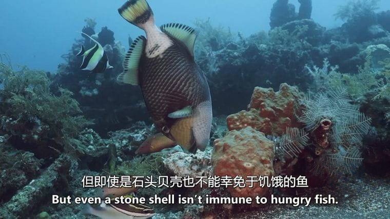 德国纪录片《狮子鱼:加勒比海新海盗 Lionfish: New Pirates of the Caribbean 2017》英语中英双字 无水印纯净版 1080P/MKV/4.56G 加勒比狮子鱼插图5 德国纪录片《狮子鱼:加勒比海新海盗 Lionfish: New Pirates of the Caribbean 2017》英语中英双字 无水印纯净版 1080P/MKV/4.56G 加勒比狮子鱼插图5