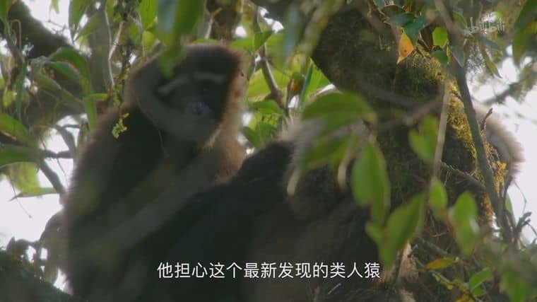 国产纪录片《天行情歌 A Song for Love 2020》国语中字 1080P/MP4/1.27G 中国自然生态插图2 国产纪录片《天行情歌 A Song for Love 2020》国语中字 1080P/MP4/1.27G 中国自然生态插图2