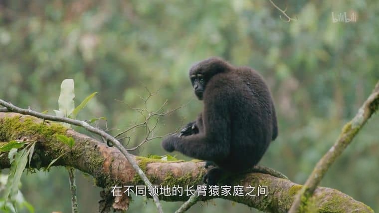 国产纪录片《天行情歌 A Song for Love 2020》国语中字 1080P/MP4/1.27G 中国自然生态插图3 国产纪录片《天行情歌 A Song for Love 2020》国语中字 1080P/MP4/1.27G 中国自然生态插图3
