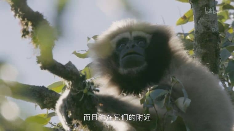国产纪录片《天行情歌 A Song for Love 2020》国语中字 1080P/MP4/1.27G 中国自然生态插图4 国产纪录片《天行情歌 A Song for Love 2020》国语中字 1080P/MP4/1.27G 中国自然生态插图4