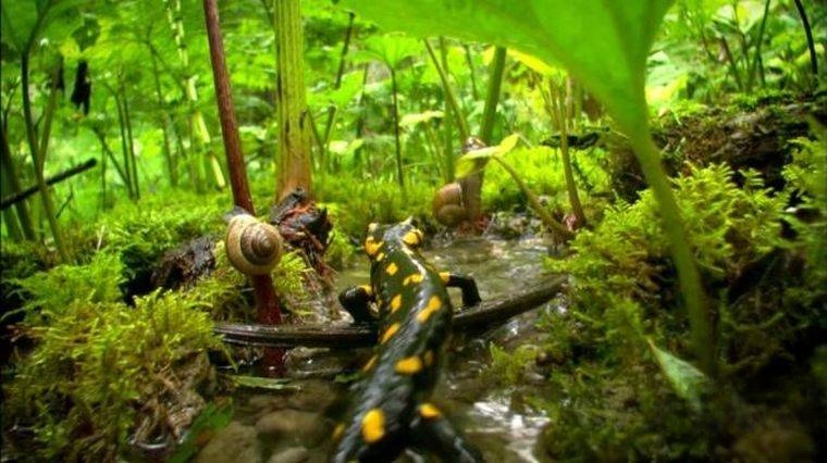 德国纪录片《神话的森林 Mythos Wald》全2集 德语中英字幕 1080P/MKV/7.14G 唯美森林纪录片插图2 德国纪录片《神话的森林 Mythos Wald》全2集 德语中英字幕 1080P/MKV/7.14G 唯美森林纪录片插图2