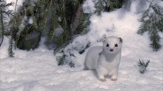BBC纪录片《冰冻星球 Frozen Planet》全9集 英语中字 1080P高清 百度网盘下载插图4 BBC纪录片《冰冻星球 Frozen Planet》全9集 英语中字 1080P高清 百度网盘下载插图4