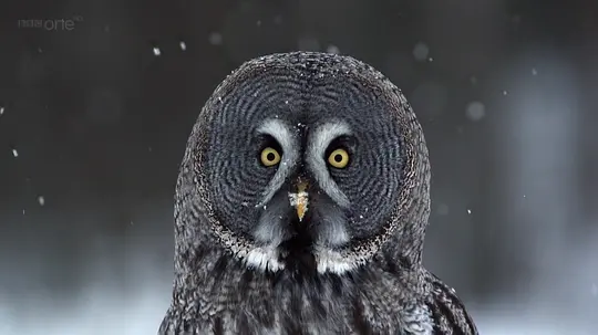 BBC纪录片《冰冻星球 Frozen Planet》全9集 英语中字 1080P高清 百度网盘下载插图5 BBC纪录片《冰冻星球 Frozen Planet》全9集 英语中字 1080P高清 百度网盘下载插图5