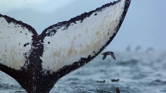 BBC纪录片《冰冻星球 Frozen Planet》全9集 英语中字 1080P高清 百度网盘下载插图6 BBC纪录片《冰冻星球 Frozen Planet》全9集 英语中字 1080P高清 百度网盘下载插图6