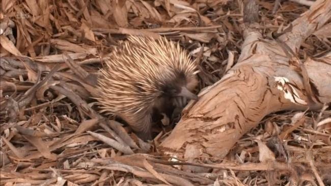 ITV纪录片《澳大利亚荒野 Australian Wilderness With Ray Mears 2017》全7集 英语无字 720P/MP4/3.4G 澳大利亚纪录片插图5 ITV纪录片《澳大利亚荒野 Australian Wilderness With Ray Mears 2017》全7集 英语无字 720P/MP4/3.4G 澳大利亚纪录片插图5