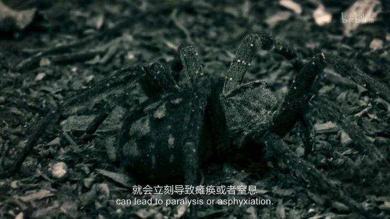 美国纪录片《芒戈的自然远征 Expedition Mungo 2017》全6集 英语中英双字 1080P/MP4/10.9G 生存摄影师芒戈插图5 美国纪录片《芒戈的自然远征 Expedition Mungo 2017》全6集 英语中英双字 1080P/MP4/10.9G 生存摄影师芒戈插图5