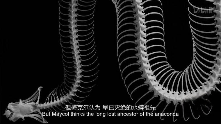 美国纪录片《芒戈的自然远征 Expedition Mungo 2017》全6集 英语中英双字 1080P/MP4/10.9G 生存摄影师芒戈插图7 美国纪录片《芒戈的自然远征 Expedition Mungo 2017》全6集 英语中英双字 1080P/MP4/10.9G 生存摄影师芒戈插图7
