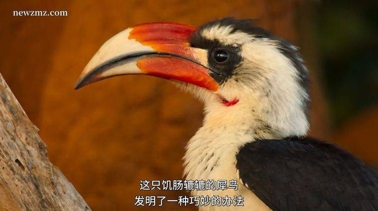Netflix纪录片《全球绝美国家公园 Our Great National Parks 2022》全5集 英语中字 1080P/MP4/8.63G 感受自然之美插图3 Netflix纪录片《全球绝美国家公园 Our Great National Parks 2022》全5集 英语中字 1080P/MP4/8.63G 感受自然之美插图3