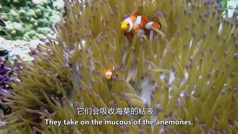Netflix纪录片《你的荒野求生电影版:出逃的野兽 Animals on the Loose: A You vs. Wild Movie 2021》英语外挂中字 1080P/MKV/6.69G 荒野求生插图5 Netflix纪录片《你的荒野求生电影版:出逃的野兽 Animals on the Loose: A You vs. Wild Movie 2021》英语外挂中字 1080P/MKV/6.69G 荒野求生插图5