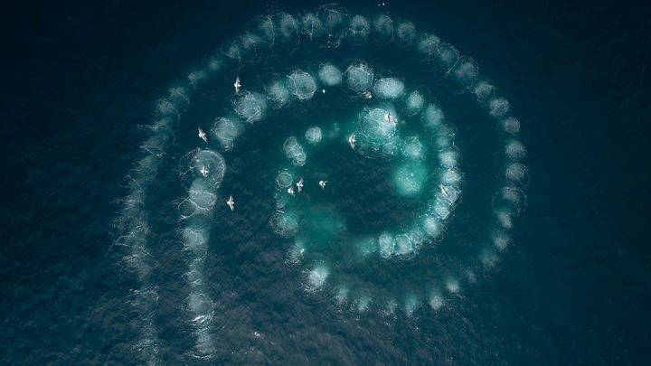 BBC纪录片《七个世界,一个星球 Seven Worlds, One Planet 2019》全7集 国语中字 720P/MP4/2.62G 纪录片下载插图5 BBC纪录片《七个世界,一个星球 Seven Worlds, One Planet 2019》全7集 国语中字 720P/MP4/2.62G 纪录片下载插图5