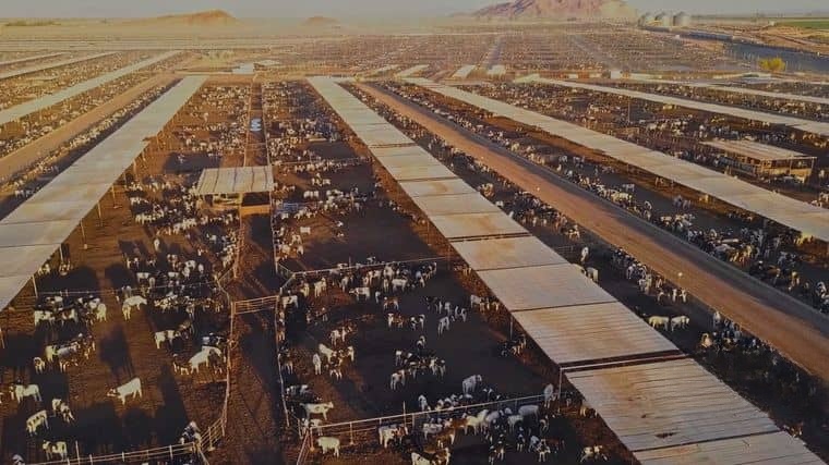BBC纪录片《生命的故事II Life Story》 第二季 全4集 央视版 国语中字 1080P高清 生命探索纪录片插图1 BBC纪录片《生命的故事II Life Story》 第二季 全4集 央视版 国语中字 1080P高清 生命探索纪录片插图1