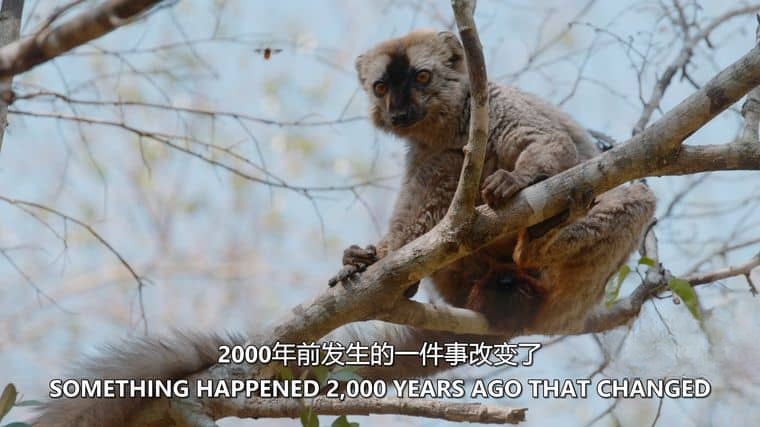 BBC纪录片《生命的故事II Life Story》 第二季 全4集 央视版 国语中字 1080P高清 生命探索纪录片插图5 BBC纪录片《生命的故事II Life Story》 第二季 全4集 央视版 国语中字 1080P高清 生命探索纪录片插图5