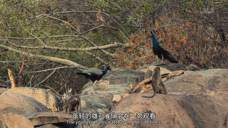 法国纪录片《家园 Home》英语中字 1080P蓝光高清 环保纪录片插图4 法国纪录片《家园 Home》英语中字 1080P蓝光高清 环保纪录片插图4