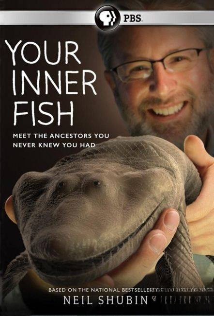 PBS纪录片《你体内的鱼/从鱼进化而来的你 Your Inner Fish》全3集 英语双字 720P高清 人类探索纪录片插图 PBS纪录片《你体内的鱼/从鱼进化而来的你 Your Inner Fish》全3集 英语双字 720P高清 人类探索纪录片插图