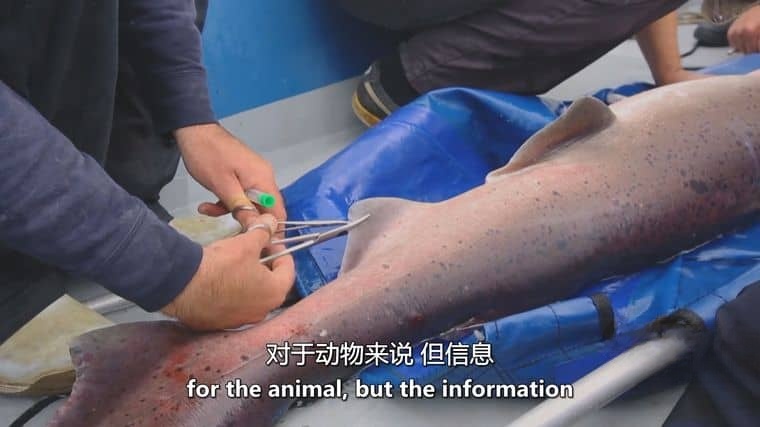 PBS纪录片《你体内的鱼/从鱼进化而来的你 Your Inner Fish》全3集 英语双字 720P高清 人类探索纪录片插图3 PBS纪录片《你体内的鱼/从鱼进化而来的你 Your Inner Fish》全3集 英语双字 720P高清 人类探索纪录片插图3