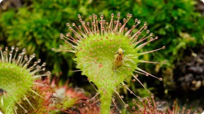 BBC纪录片《植物王国 Kingdom of Plants》全3集 英语双字 1080P/MKV/12.9G 植物纪录片插图2