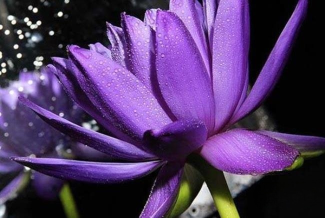 BBC纪录片《植物王国 Kingdom of Plants》全3集 英语双字 1080P/MKV/12.9G 植物纪录片插图4