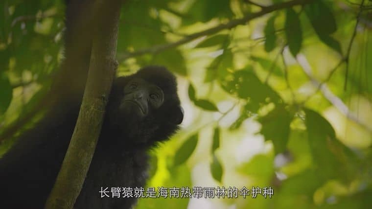 央视纪录片《中国海南·雨林秘境 Song of The Rainforrest 2023》全3集 国语中字 1080P/MKV/2.14G 海南热带雨林插图4