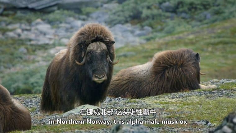 ITV纪录片《地球上的一年 A Year on Planet Earth 2022》第一季全6集 英语中英双字 官方纯净版 1080P/MKV/15.8G 动物四季插图3 ITV纪录片《地球上的一年 A Year on Planet Earth 2022》第一季全6集 英语中英双字 官方纯净版 1080P/MKV/15.8G 动物四季插图3