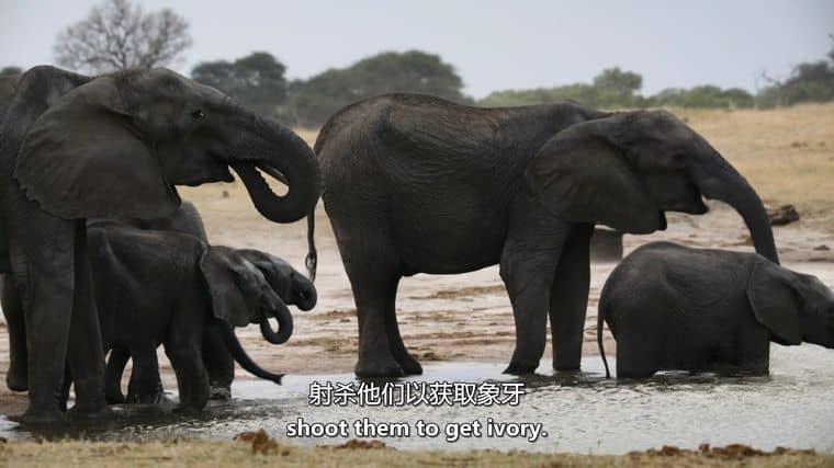 ITV纪录片《地球上的一年 A Year on Planet Earth 2022》第一季全6集 英语中英双字 官方纯净版 1080P/MKV/15.8G 动物四季插图4 ITV纪录片《地球上的一年 A Year on Planet Earth 2022》第一季全6集 英语中英双字 官方纯净版 1080P/MKV/15.8G 动物四季插图4
