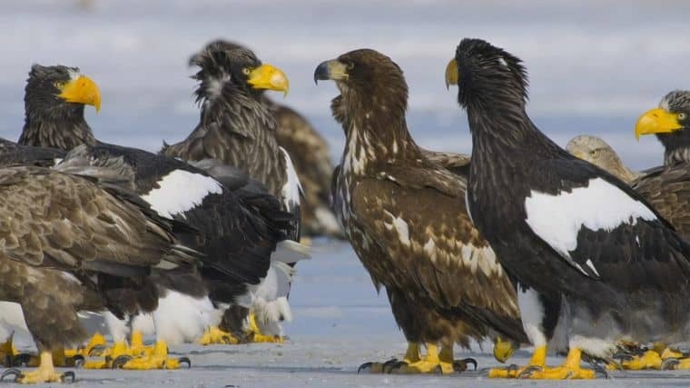 ITV纪录片《地球上的一年 A Year on Planet Earth 2022》第一季全6集 英语中英双字 官方纯净版 1080P/MKV/15.8G 动物四季插图6 ITV纪录片《地球上的一年 A Year on Planet Earth 2022》第一季全6集 英语中英双字 官方纯净版 1080P/MKV/15.8G 动物四季插图6