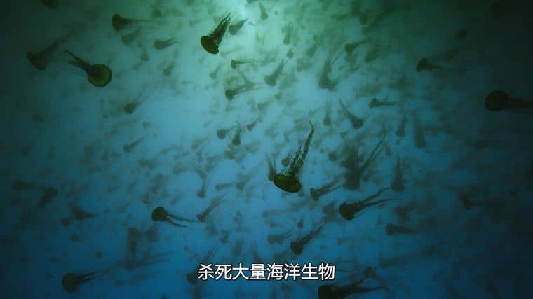 Netflix纪录片《我们星球上的生命 Life on Our Planet 2023》第一季全8集 英语多国中字 无水印纯净版 1080P/MKV/21G 地球生命进化史插图1 Netflix纪录片《我们星球上的生命 Life on Our Planet 2023》第一季全8集 英语多国中字 无水印纯净版 1080P/MKV/21G 地球生命进化史插图1
