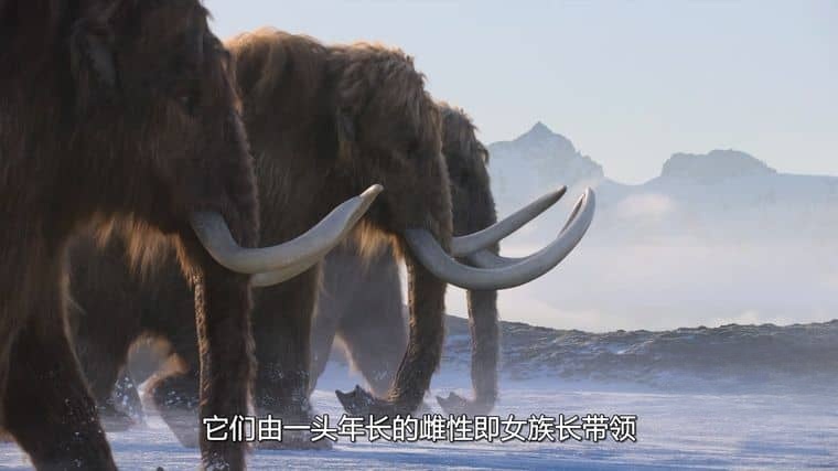 Netflix纪录片《我们星球上的生命 Life on Our Planet 2023》第一季全8集 英语多国中字 无水印纯净版 1080P/MKV/21G 地球生命进化史插图3 Netflix纪录片《我们星球上的生命 Life on Our Planet 2023》第一季全8集 英语多国中字 无水印纯净版 1080P/MKV/21G 地球生命进化史插图3