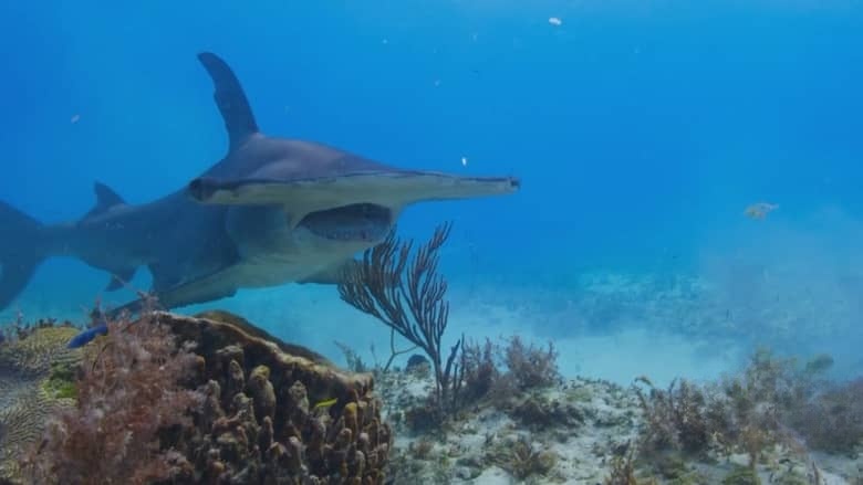 国家地理《海洋探索者号 OceanXplorers 2024》第一季全6集 英语中字 720P/MP4/6.24G 海洋探索插图1