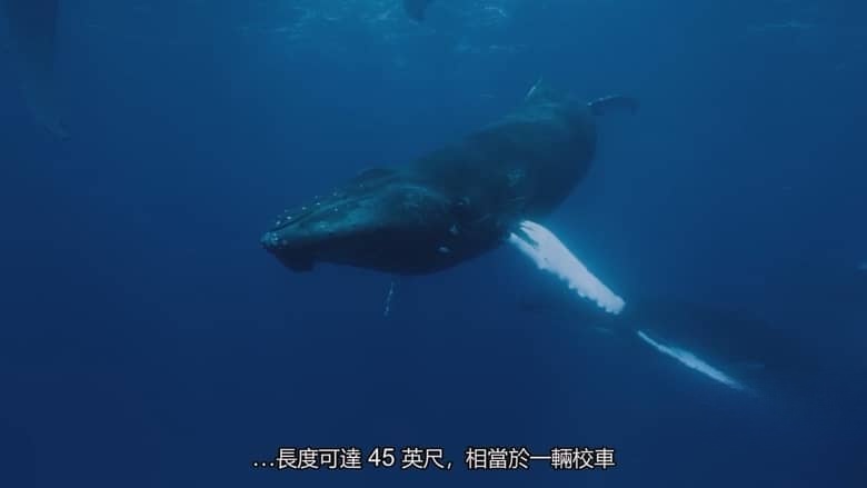 国家地理《海洋探索者号 OceanXplorers 2024》第一季全6集 英语中字 720P/MP4/6.24G 海洋探索插图5