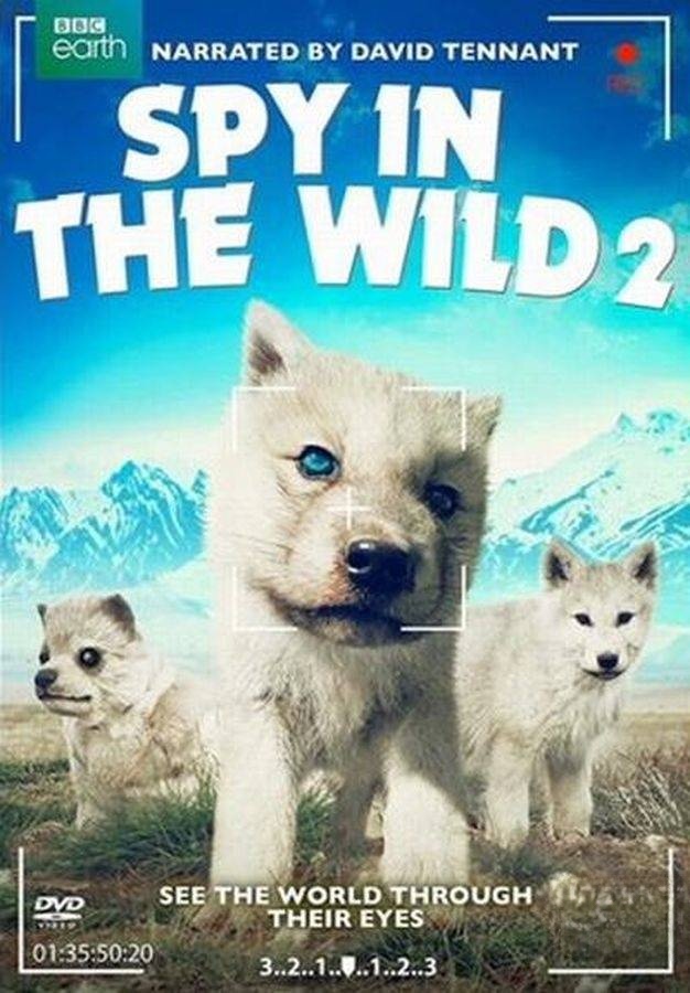 BBC纪录片《荒野间谍 Spy in the Wild 2020》第二季全4集 英语版 1080P/MP4/4.96G 纪录片荒野间谍下载插图 BBC纪录片《荒野间谍 Spy in the Wild 2020》第二季全4集 英语版 1080P/MP4/4.96G 纪录片荒野间谍下载插图
