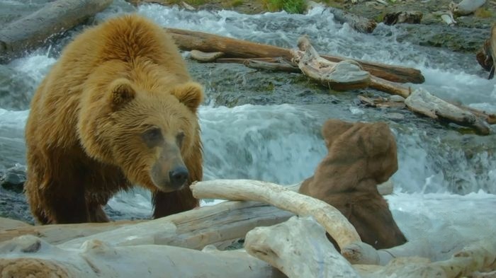 BBC纪录片《荒野间谍 Spy in the Wild 2020》第二季全4集 英语版 1080P/MP4/4.96G 纪录片荒野间谍下载插图1 BBC纪录片《荒野间谍 Spy in the Wild 2020》第二季全4集 英语版 1080P/MP4/4.96G 纪录片荒野间谍下载插图1