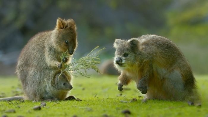 BBC纪录片《荒野间谍 Spy in the Wild 2020》第二季全4集 英语版 1080P/MP4/4.96G 纪录片荒野间谍下载插图2 BBC纪录片《荒野间谍 Spy in the Wild 2020》第二季全4集 英语版 1080P/MP4/4.96G 纪录片荒野间谍下载插图2