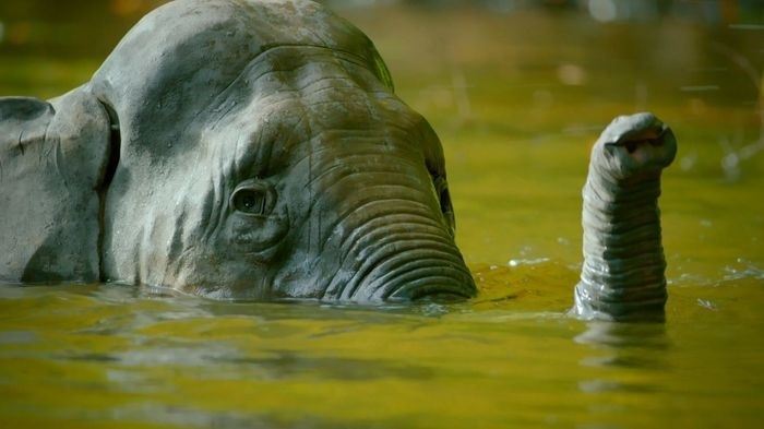 BBC纪录片《荒野间谍 Spy in the Wild 2020》第二季全4集 英语版 1080P/MP4/4.96G 纪录片荒野间谍下载插图6 BBC纪录片《荒野间谍 Spy in the Wild 2020》第二季全4集 英语版 1080P/MP4/4.96G 纪录片荒野间谍下载插图6