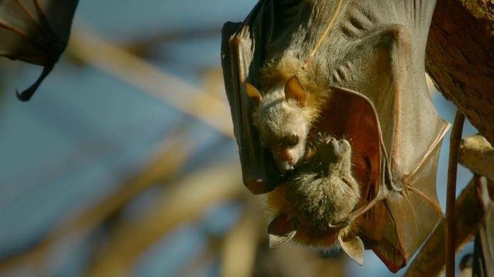 BBC纪录片《荒野间谍 Spy in the Wild 2020》第二季全4集 英语版 1080P/MP4/4.96G 纪录片荒野间谍下载插图7 BBC纪录片《荒野间谍 Spy in the Wild 2020》第二季全4集 英语版 1080P/MP4/4.96G 纪录片荒野间谍下载插图7