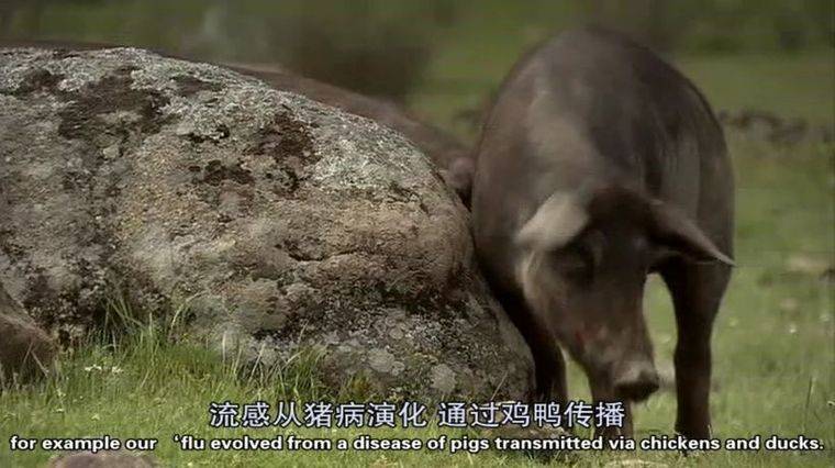 国家地理/PBS《枪炮病菌与钢铁 Guns, Germs, and Steel 2005》全3集 英语中字 1080P/MP4/2.54G 人类文明进化纪录片插图3 国家地理/PBS《枪炮病菌与钢铁 Guns, Germs, and Steel 2005》全3集 英语中字 1080P/MP4/2.54G 人类文明进化纪录片插图3