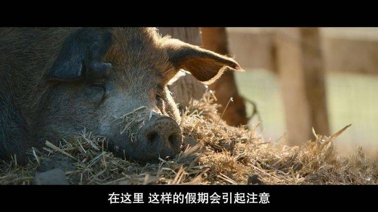 国家地理《最大的小小农场:回归 The Biggest Little Farm: The Return 2022》英语中字 1080P/MP4/1.3G 荒地变农场插图4 国家地理《最大的小小农场:回归 The Biggest Little Farm: The Return 2022》英语中字 1080P/MP4/1.3G 荒地变农场插图4