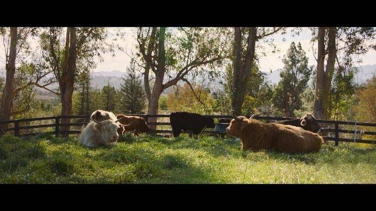国家地理《最大的小小农场:回归 The Biggest Little Farm: The Return 2022》英语中字 1080P/MP4/1.3G 荒地变农场插图5 国家地理《最大的小小农场:回归 The Biggest Little Farm: The Return 2022》英语中字 1080P/MP4/1.3G 荒地变农场插图5