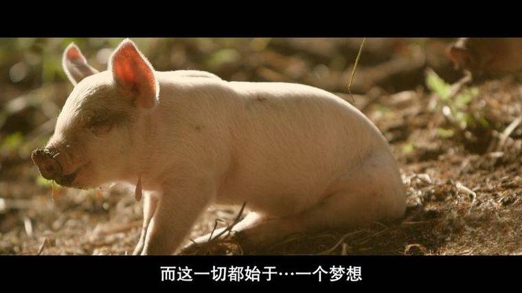 国家地理《最大的小小农场:回归 The Biggest Little Farm: The Return 2022》英语中字 1080P/MP4/1.3G 荒地变农场插图6 国家地理《最大的小小农场:回归 The Biggest Little Farm: The Return 2022》英语中字 1080P/MP4/1.3G 荒地变农场插图6