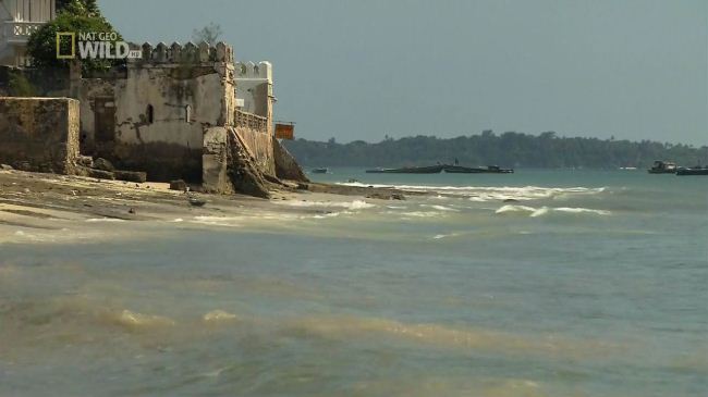 国家地理《狂野岛屿—桑给巴尔岛 Zanzibar Island 2012》英语无字 720P/MKV/1.24GB 桑给巴尔纪录片插图2 国家地理《狂野岛屿—桑给巴尔岛 Zanzibar Island 2012》英语无字 720P/MKV/1.24GB 桑给巴尔纪录片插图2