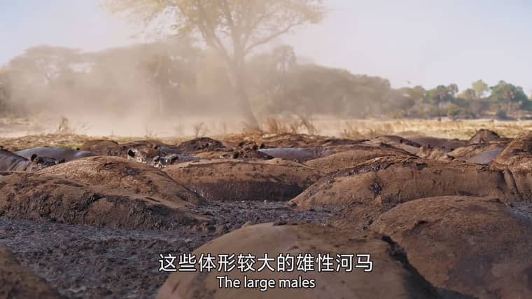 BBC纪录片《哺乳动物星球 Mammals 2024》全6集 国英双语中英双字 4K超清/2160P/MPKV/17G 哺乳动物星球插图1 BBC纪录片《哺乳动物星球 Mammals 2024》全6集 国英双语中英双字 4K超清/2160P/MPKV/17G 哺乳动物星球插图1