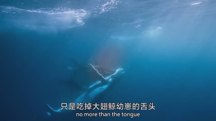 BBC纪录片《哺乳动物星球 Mammals 2024》全6集 国英双语中英双字 4K超清/2160P/MPKV/17G 哺乳动物星球插图2 BBC纪录片《哺乳动物星球 Mammals 2024》全6集 国英双语中英双字 4K超清/2160P/MPKV/17G 哺乳动物星球插图2
