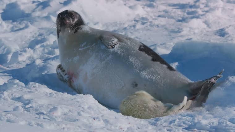 BBC纪录片《哺乳动物星球 Mammals 2024》全6集 国英双语中英双字 4K超清/2160P/MPKV/17G 哺乳动物星球插图3 BBC纪录片《哺乳动物星球 Mammals 2024》全6集 国英双语中英双字 4K超清/2160P/MPKV/17G 哺乳动物星球插图3