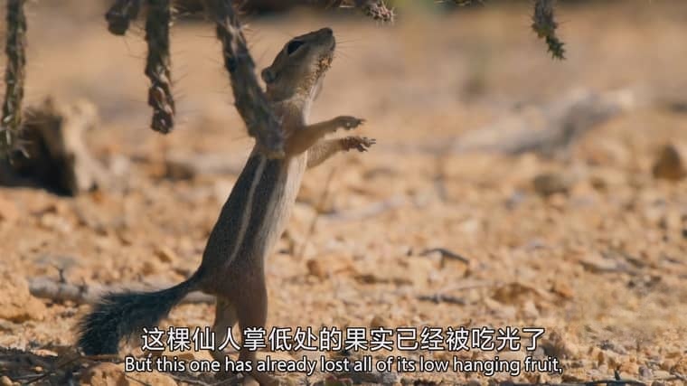 BBC纪录片《哺乳动物星球 Mammals 2024》全6集 国英双语中英双字 4K超清/2160P/MPKV/17G 哺乳动物星球插图4 BBC纪录片《哺乳动物星球 Mammals 2024》全6集 国英双语中英双字 4K超清/2160P/MPKV/17G 哺乳动物星球插图4