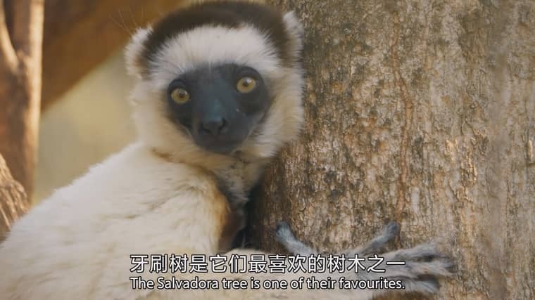 BBC纪录片《哺乳动物星球 Mammals 2024》全6集 国英双语中英双字 4K超清/2160P/MPKV/17G 哺乳动物星球插图5 BBC纪录片《哺乳动物星球 Mammals 2024》全6集 国英双语中英双字 4K超清/2160P/MPKV/17G 哺乳动物星球插图5