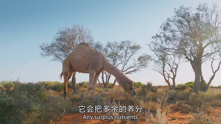 BBC纪录片《哺乳动物星球 Mammals 2024》全6集 国英双语中英双字 4K超清/2160P/MPKV/17G 哺乳动物星球插图6 BBC纪录片《哺乳动物星球 Mammals 2024》全6集 国英双语中英双字 4K超清/2160P/MPKV/17G 哺乳动物星球插图6